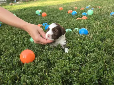 Tibeti terrier - Jan