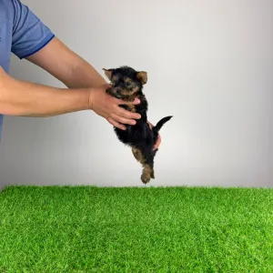 Yorkshire terrier - Petty