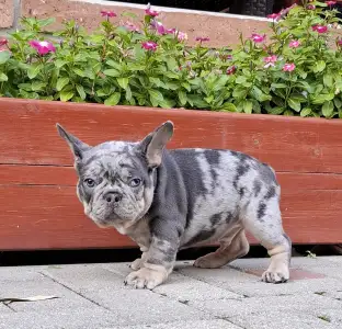French Bulldog - Foster