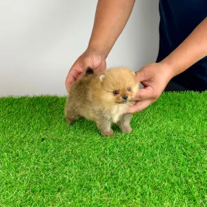 Pomeranian - Tommy