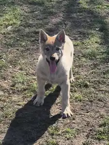 Wilczak czechosłowacki - Wolf