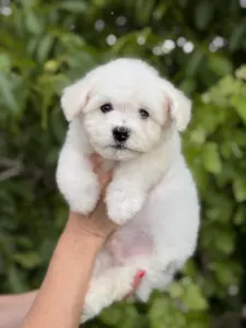 Bichon Frisé - Leonardo