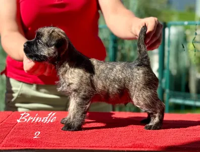 Cairn Terrier - Majestic Sandial