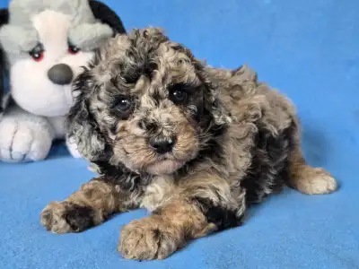 Cavapoo - Moon