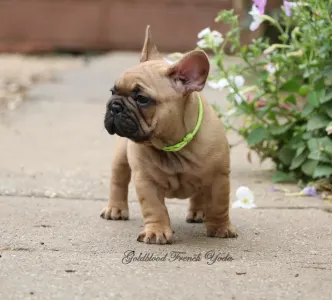 Francouzský buldoček - Yoda
