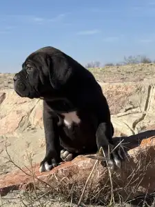 Cane Corso Italiano - Sarah