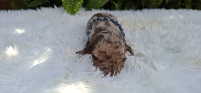 Dachshund - Bernard