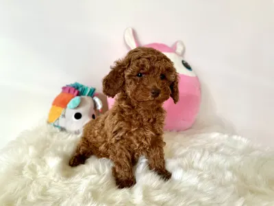 Törpe uszkár - Fedra