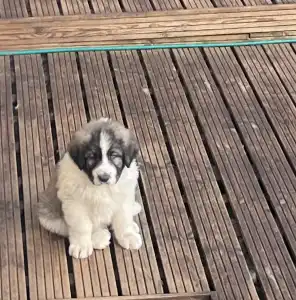 Pyrenäen-Mastiff - Bobby Mount Hargita 