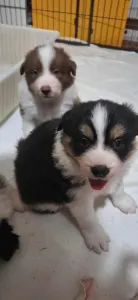 Border collie - Cayman