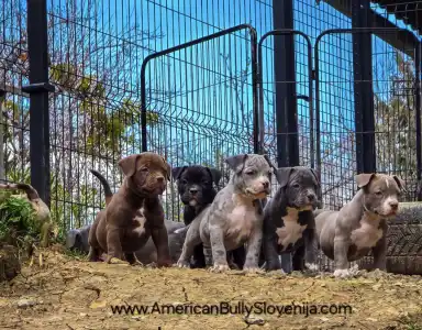 Amerikai Bully - Pocket - Ak Bully Zen