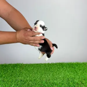 Welsh corgi pembroke - Engela