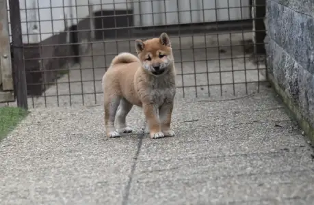 Shiba - Bravados Chiemi