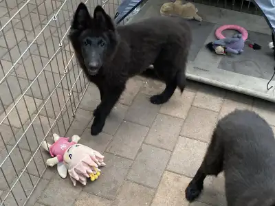 Belga juhászkutya - Gerőcsvári Black Diamond Hanna