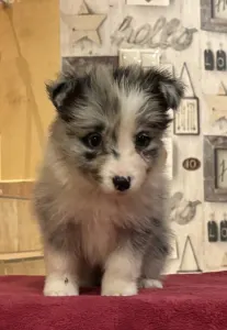 Border Collie - Ginny