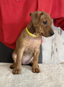 Pinscher Pitic - Amelie