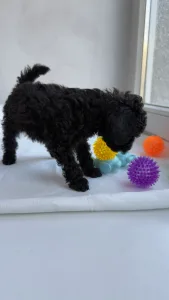 Той-пудель - Ricardo Royal Legend Of Kamis