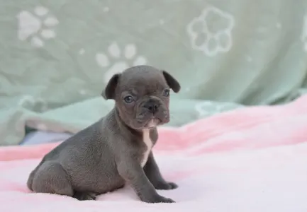 Francouzský buldoček - Málna