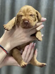 Hungarian Short-haired Vizsla - Vidual Aladár