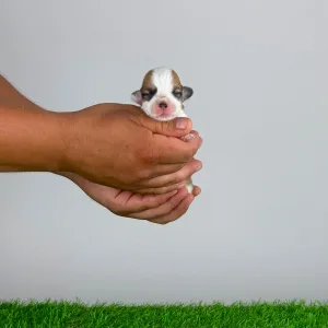 Welsh Corgi Pembroke - Clea