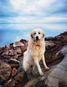 Pyrenean Mountain Dog - Candybelldream Biscuit