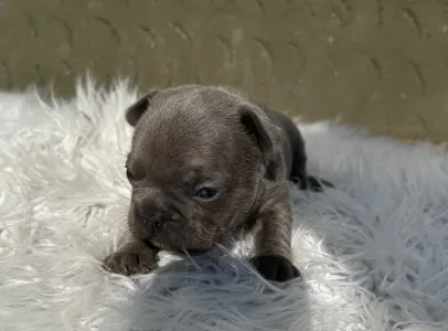 Bulldog francez - Jax