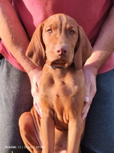 Hungarian Short-haired Vizsla - Somlo Spirit Bombay Sapphire