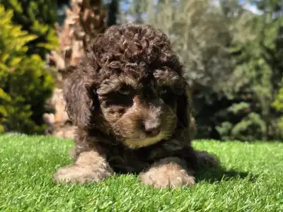 Cavapoo - Fedra