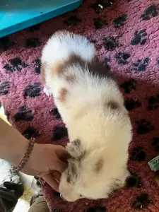 Border Collie - Red Merle Szuka