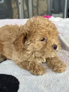 Pudel miniaturowy - Nala