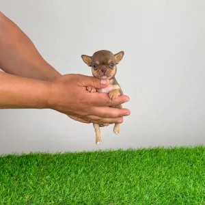 Чихуахуа - Chiquita