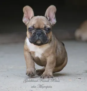 Francuski buldog - Xina