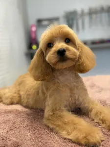 Cavapoo - Noel
