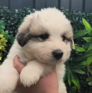 Pyrenean Mountain Dog - Candybelldream Eddy