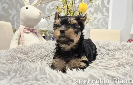 Yorkshire Terrier - Lamborghini Diablo