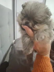 Pomeranian - Aisa