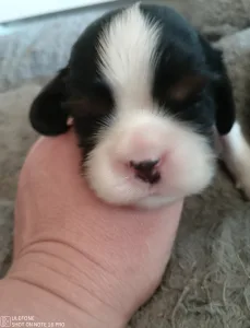 Cavalier king Charles spaniel - Gofri
