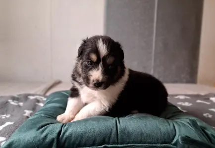 Ausztrál juhászkutya - Daikoku