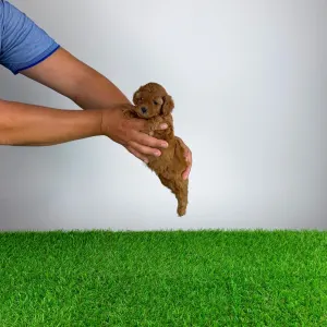 Poodle Miniature - Velvet