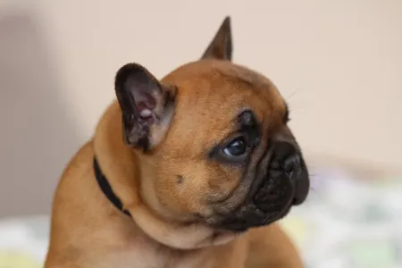 Französische Bulldogge - Udon