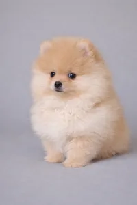 Pomeranian - Zamira