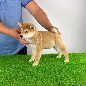 Shiba - Kaida