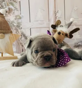 Francuski buldog - Anna 