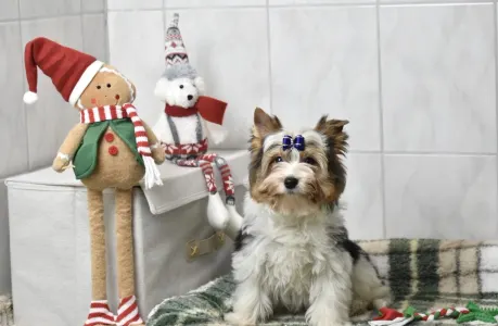 Biewer Terrier - Quartz