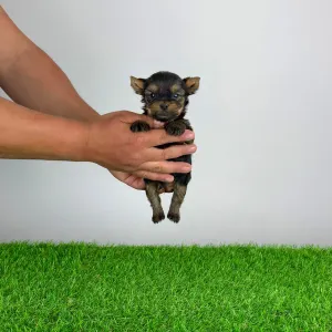 Yorkshire Terrier - Yasko
