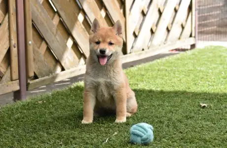 Shiba - Bravados Yoko