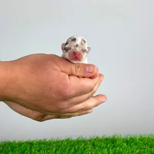 Chihuahua - Chocolatta