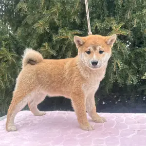 Shiba - Beauty Of The East Ayame