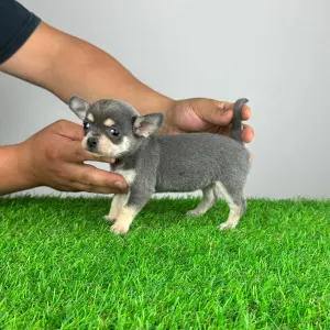 Chihuahua - Patty