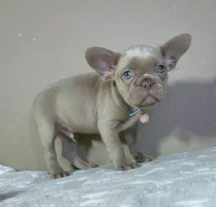 Französische Bulldogge - Clark